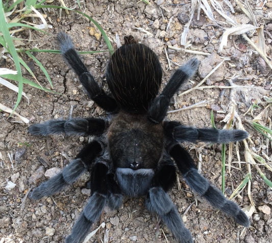 Tliltocatl schroederi (Mexican Black Velvet)