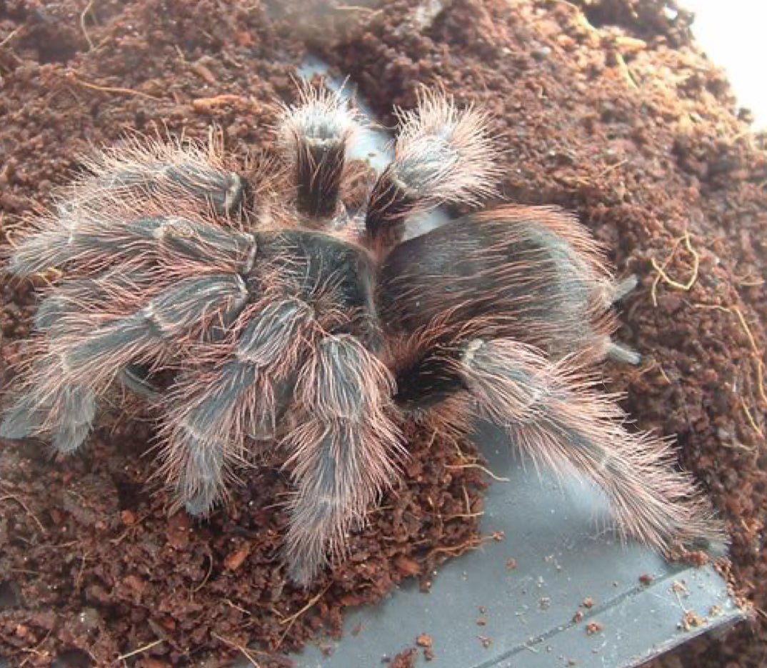 Nhandu carapoensis (Brazilian Red Tarantula)