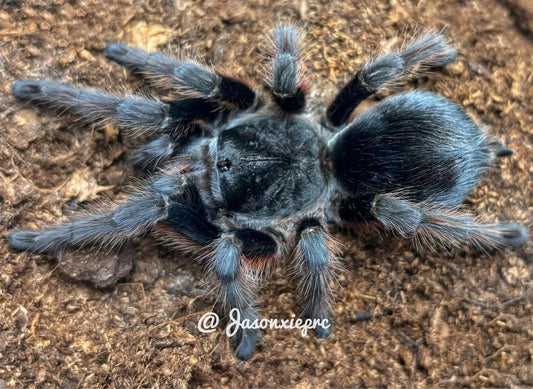 Grammostola Anthracina (Brazilian Giant Tawny Red)