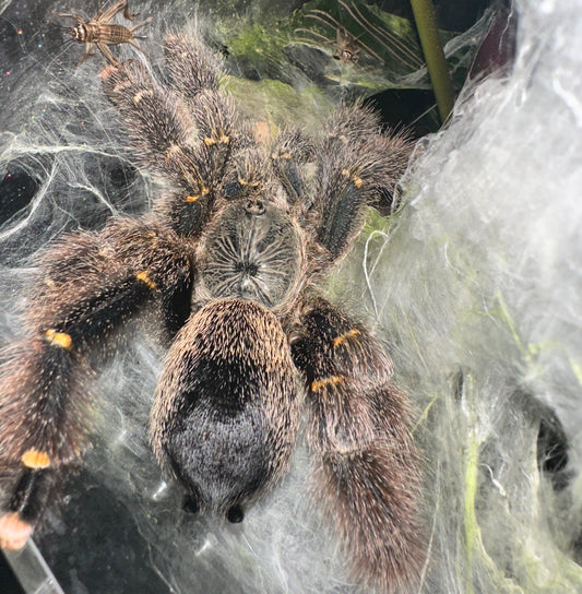 Avicularia Rufa (Yellow Banded Pinktoe)