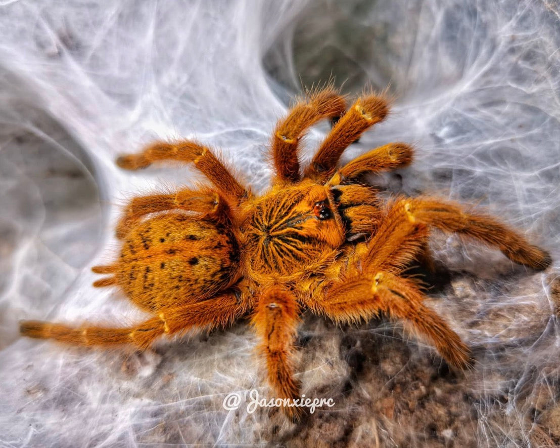 洋楽 Tarantula Davus sp. chiapas - Frozen Flame Tiger Rump - Extremely Rare
