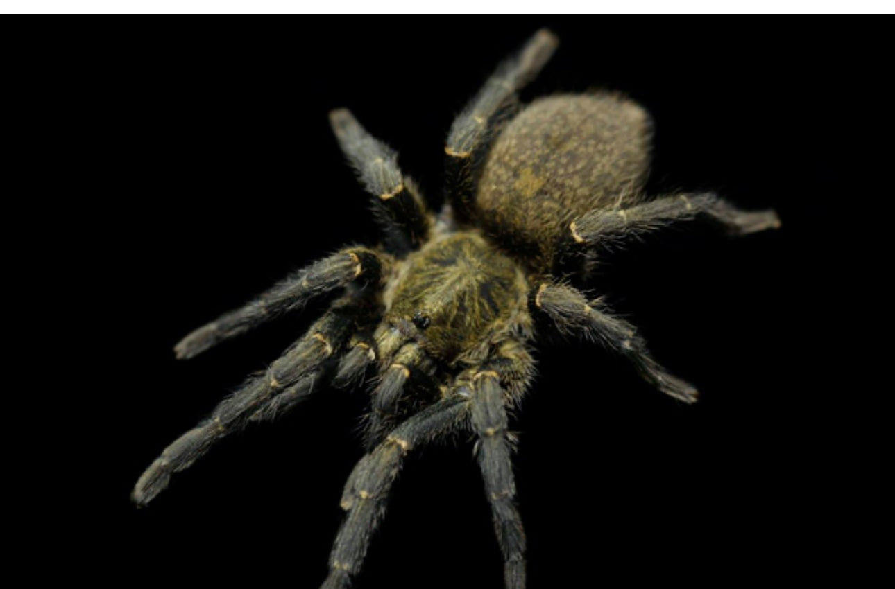 Harpactira Marksi .75”