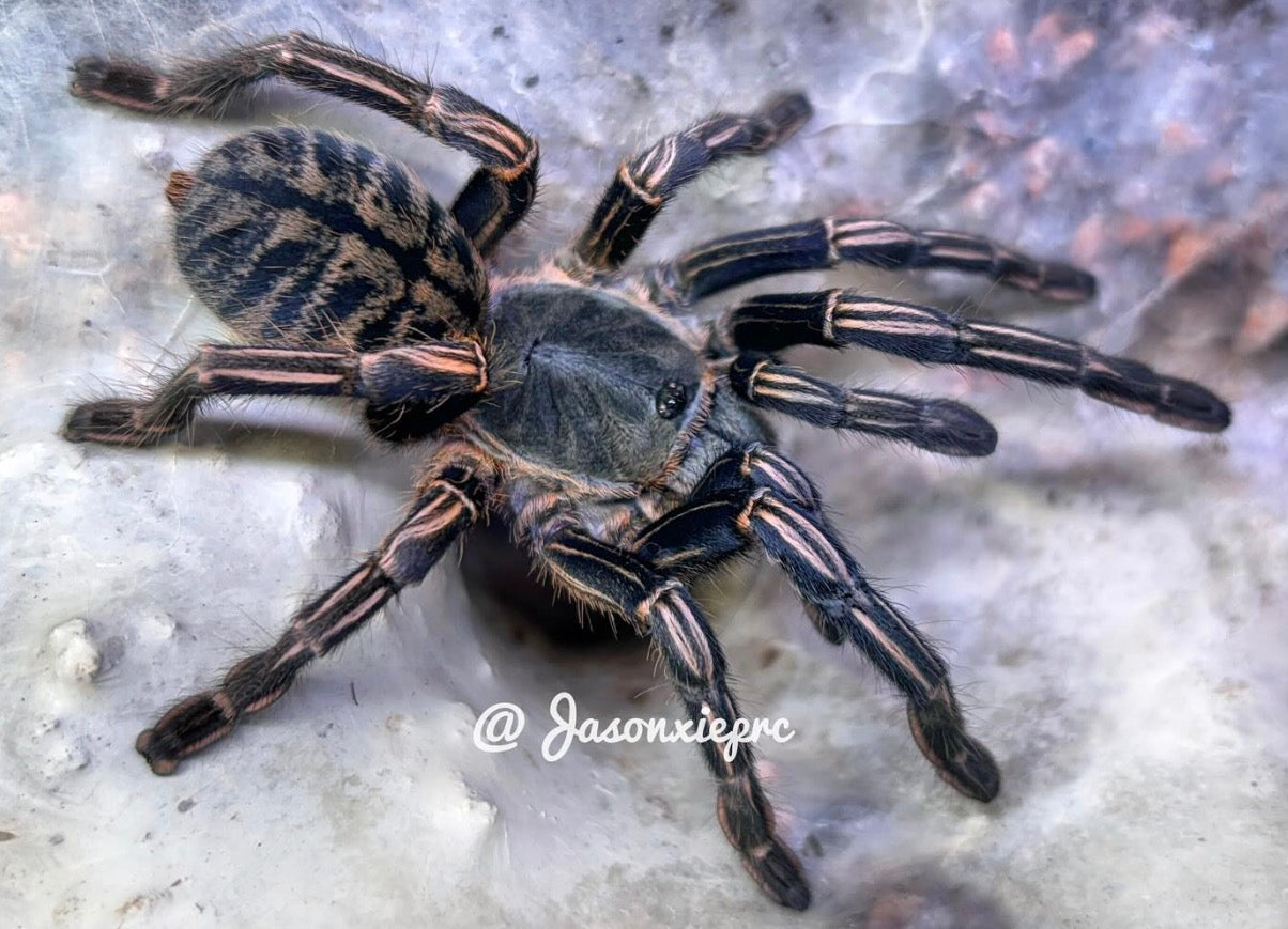 Cyriopagopus Albostriatus Ratchaburi (Ratchaburi Zebra Earth Tiger)