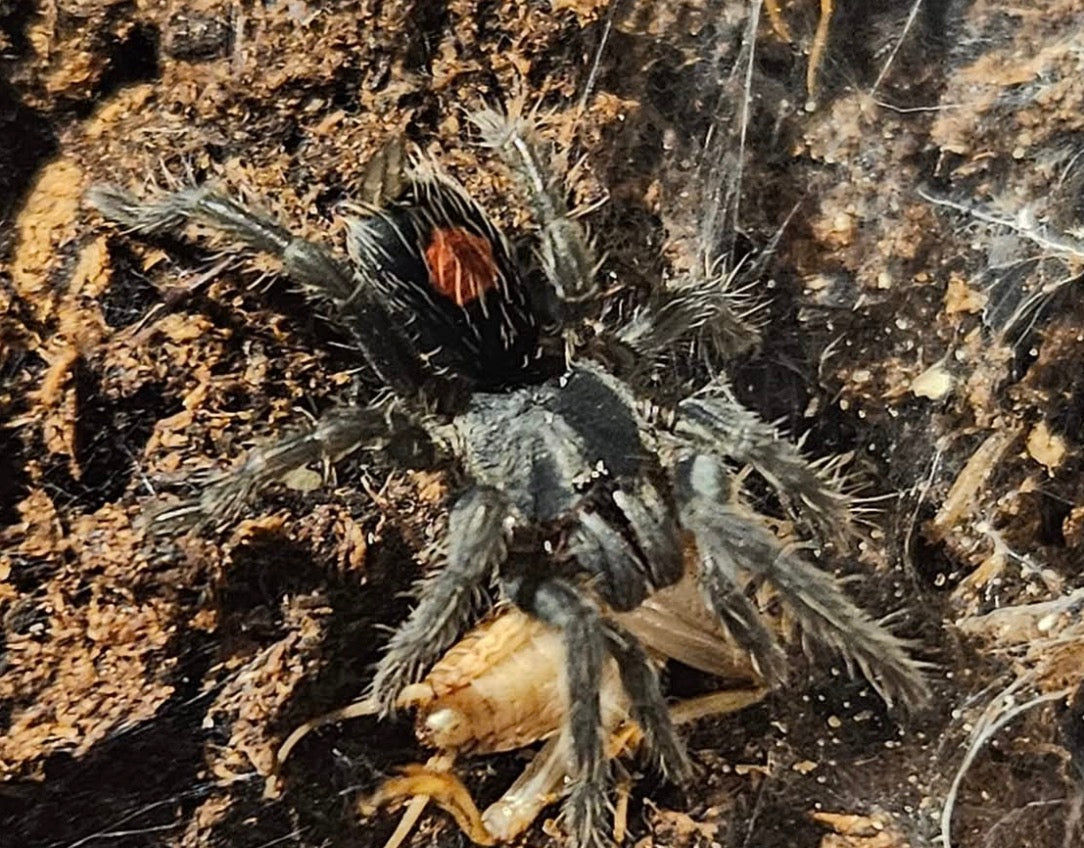Cyriocosmus sp. "Cumbaza"