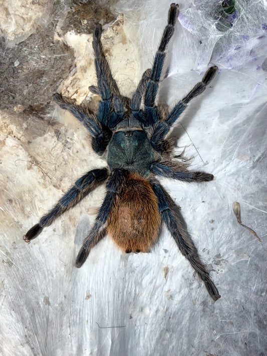 Chromatopelma Cyaneopubescens (Green Bottle Blue)