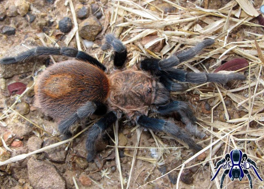 Bonnetina Tanzeri