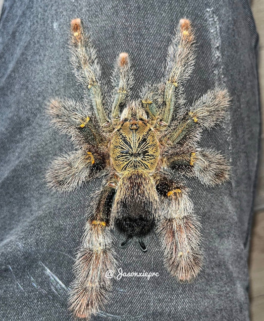 Avicularia Rufa (Yellow Banded Pinktoe)