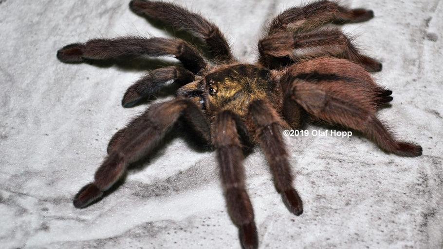 Psalmopoeus Langenbucheri (Venezuelan Trinidad)