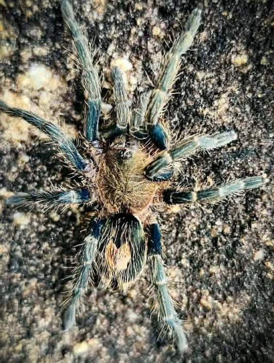 Cyriocosmus sp 'Primavera'