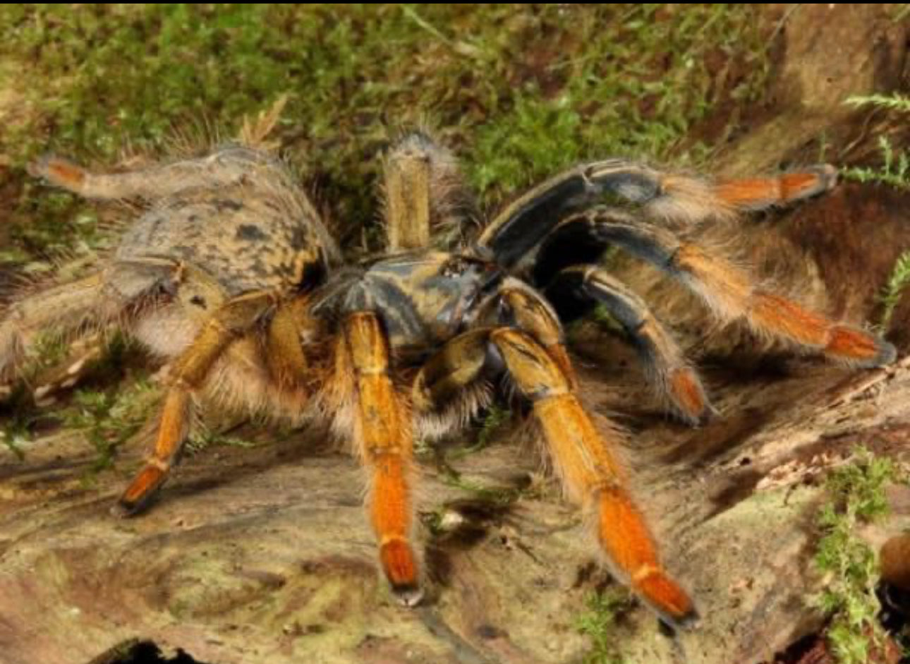 Augacephalus Breyeri