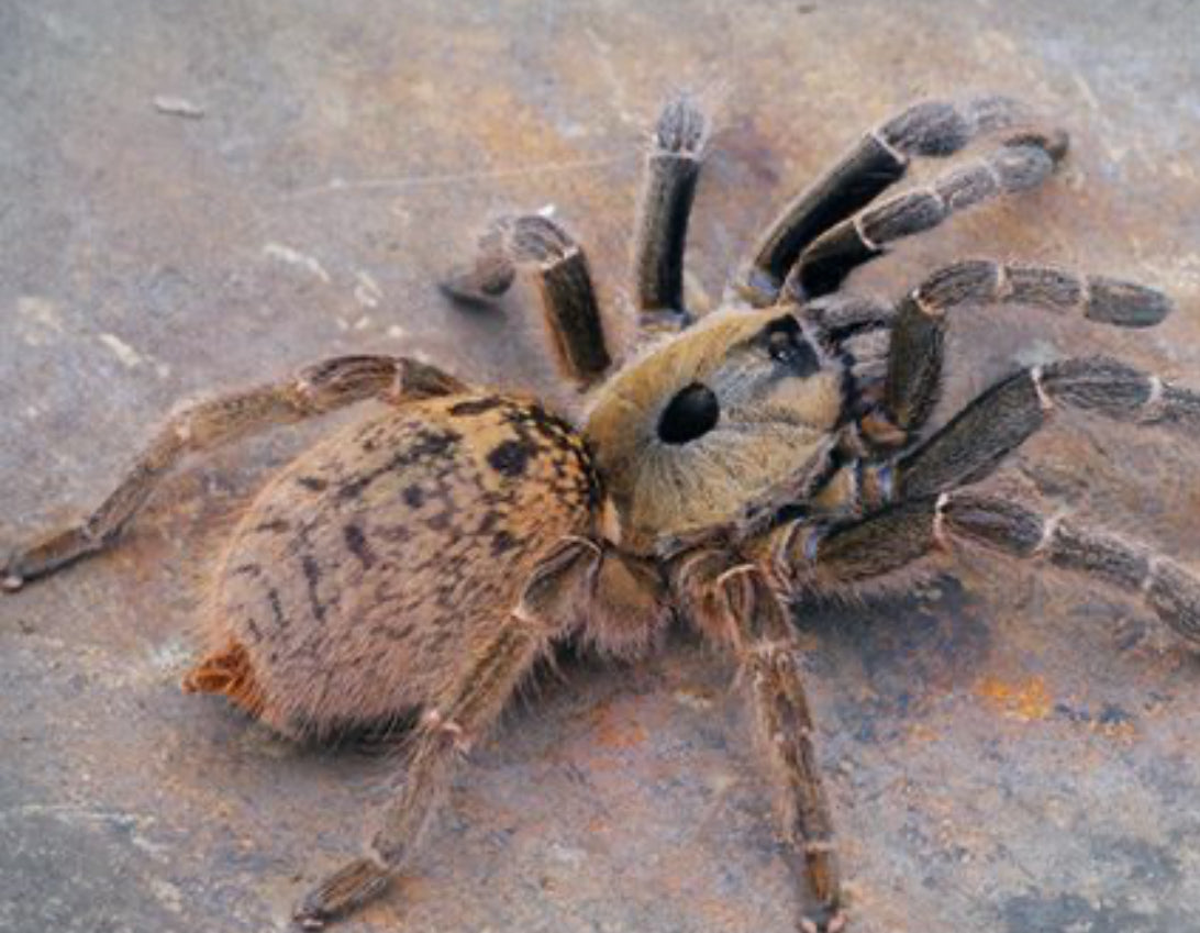 Ceratogyrus Sanderi (Namibian Horned Baboon)