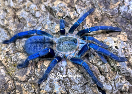 Melodious Lividus (Cobalt Blue)