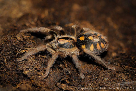 Hapalopus sp Formosus Klein