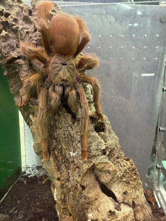 Amazonius Germani
(Orange Tree Spider)