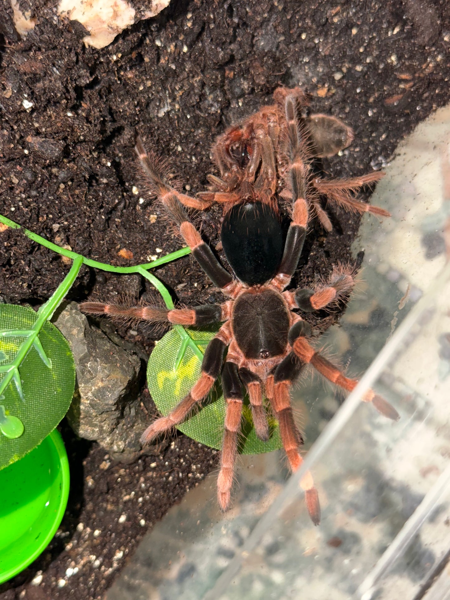Abdomegaphobema mesomelas (Costa Rican Red Leg)