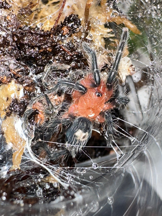 Cyriocosmus sp Cereza (Cherry Dwarf Tarantula)