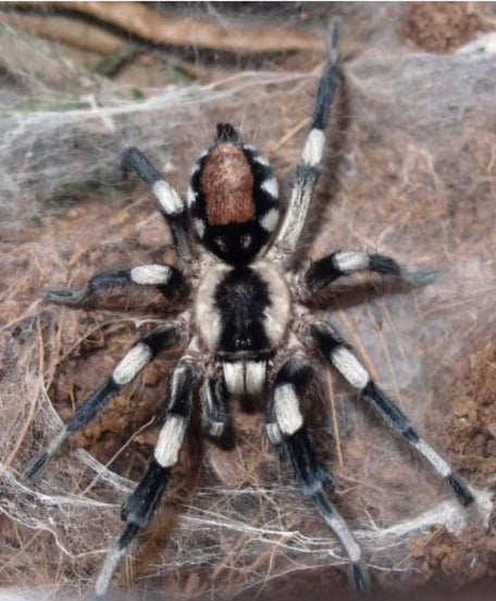 Cyriocosmus Ritae
(Peruvian Black & White)