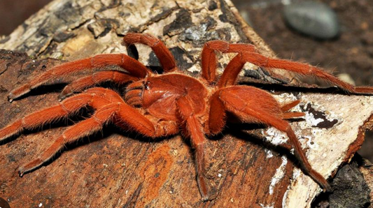 Orphnaecus sp. Orange Leg (Philippine Orange Leg)