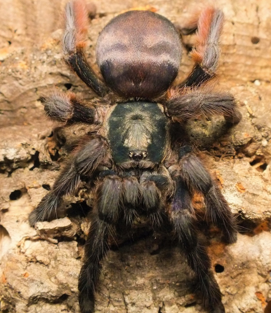 Tapinauchenius  Polybotes (St. Lucia Giant Tappy)