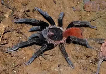 Acanthoscurria Maga