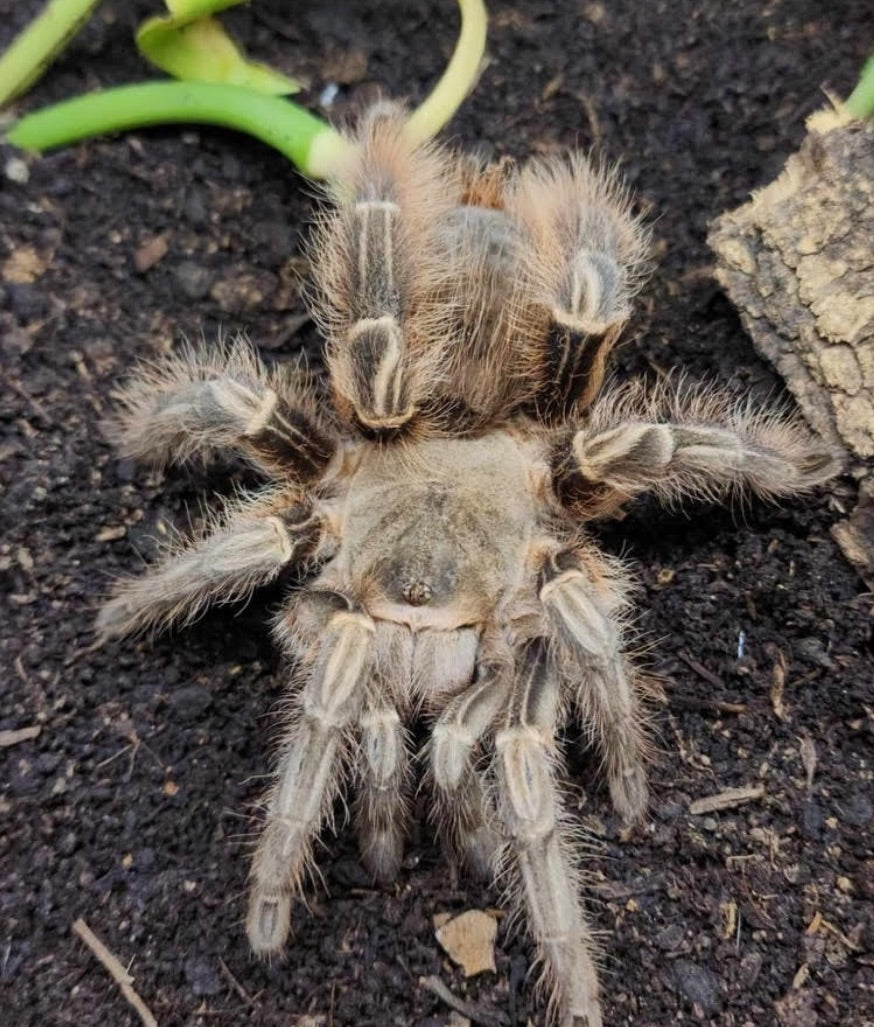 Eupalaestrus larae (Gold Zebra Beauty)