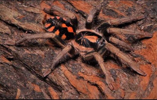 Hapalopus sp. Bolivia