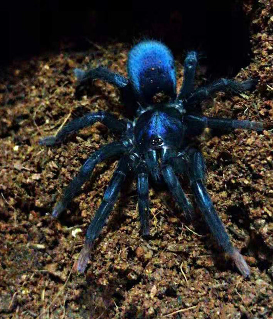 Sahydroaraneus Raja (indian Bue Dwarf)