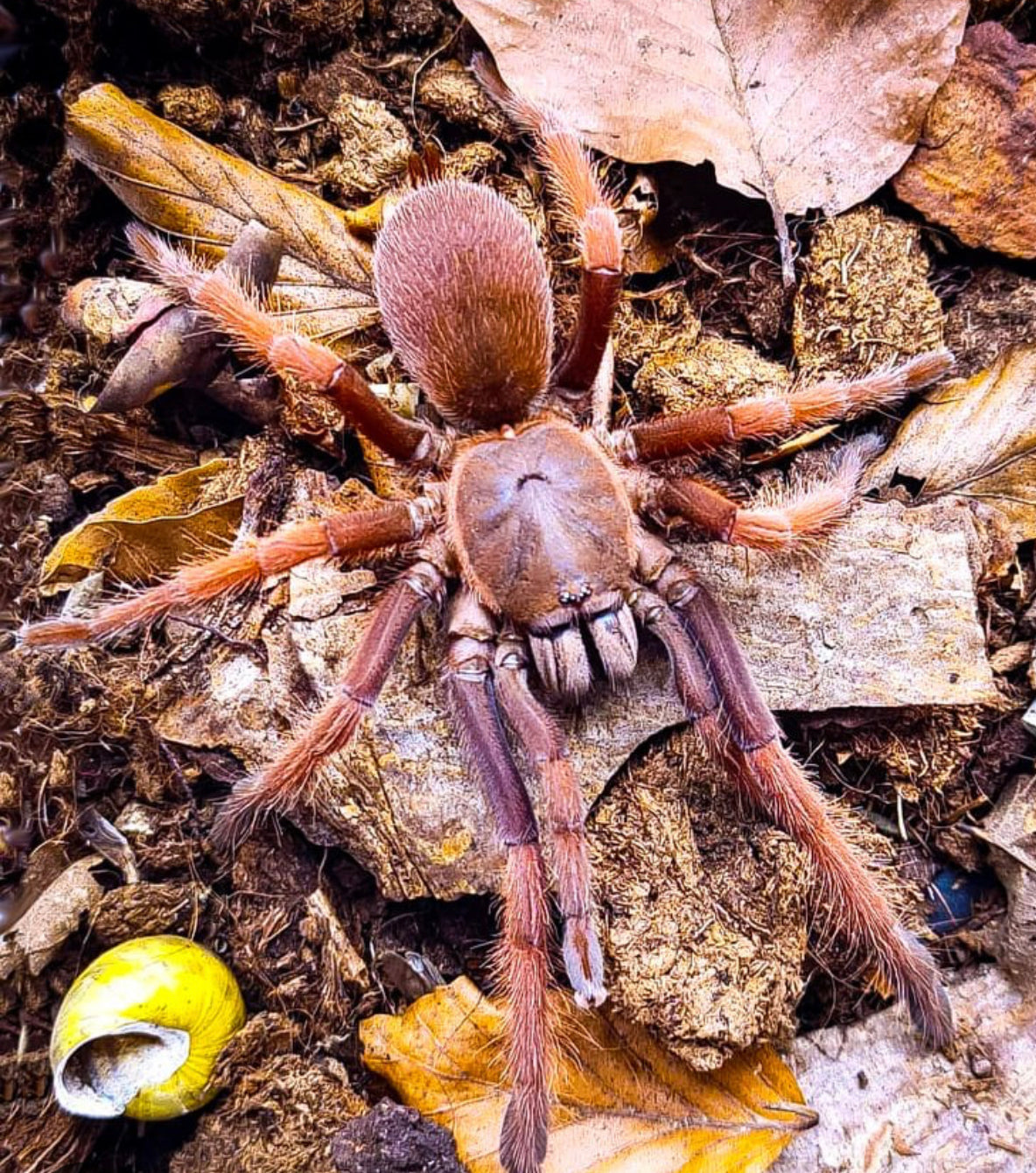 Selenobrachys  sp. Romblon Pink