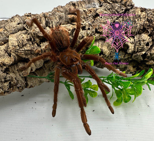 Theraphosa Apophysis (Goliath Pinkfoot Bird Eater)