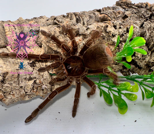 Theraphosa Stirmi (Goliath Birdeater)