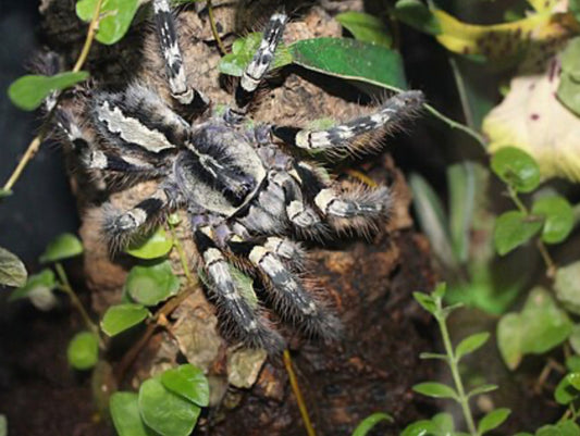 Poecilotheria Striata (Mysore Ornamental)