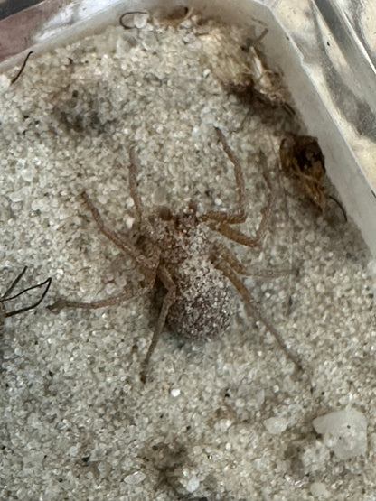 Sicarius Thomisoides