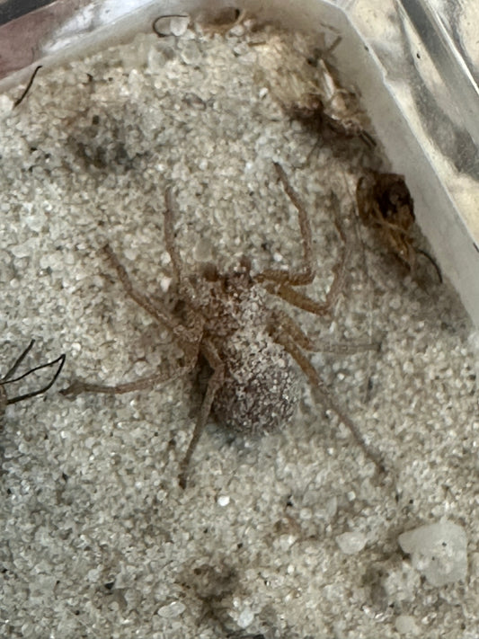 Sicarius Thomisoides