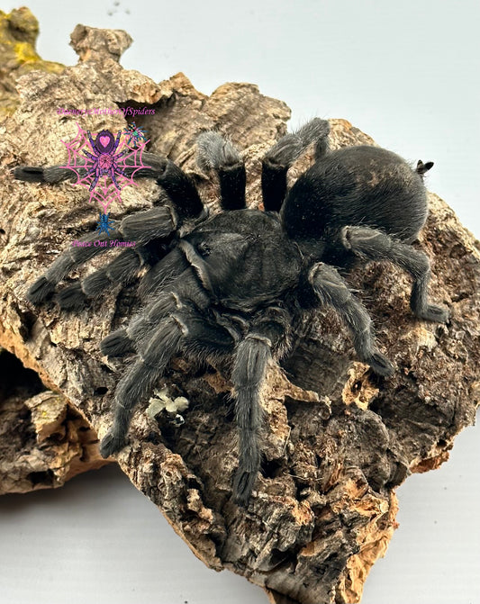 Grammostola Pulchra (Brazilian Black Tarantula)