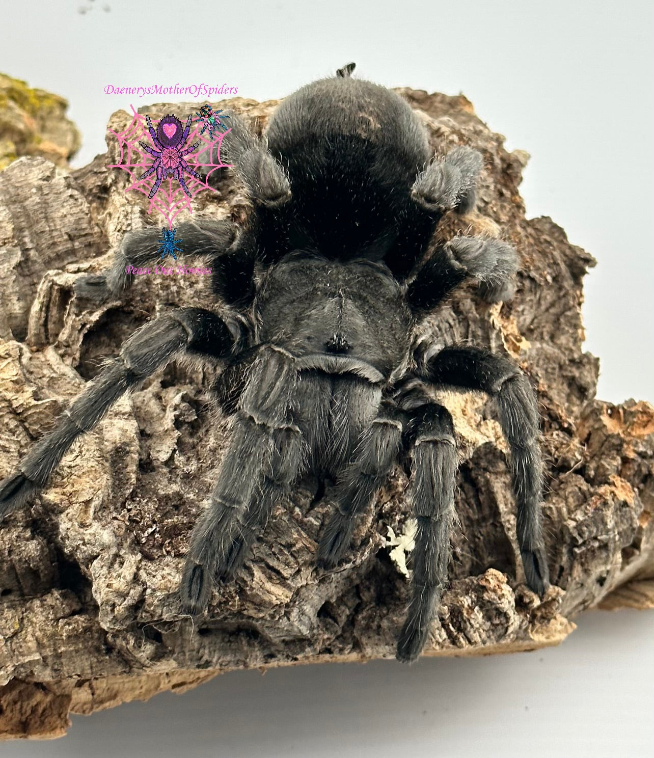 Grammostola Pulchra (Brazilian Black Tarantula)