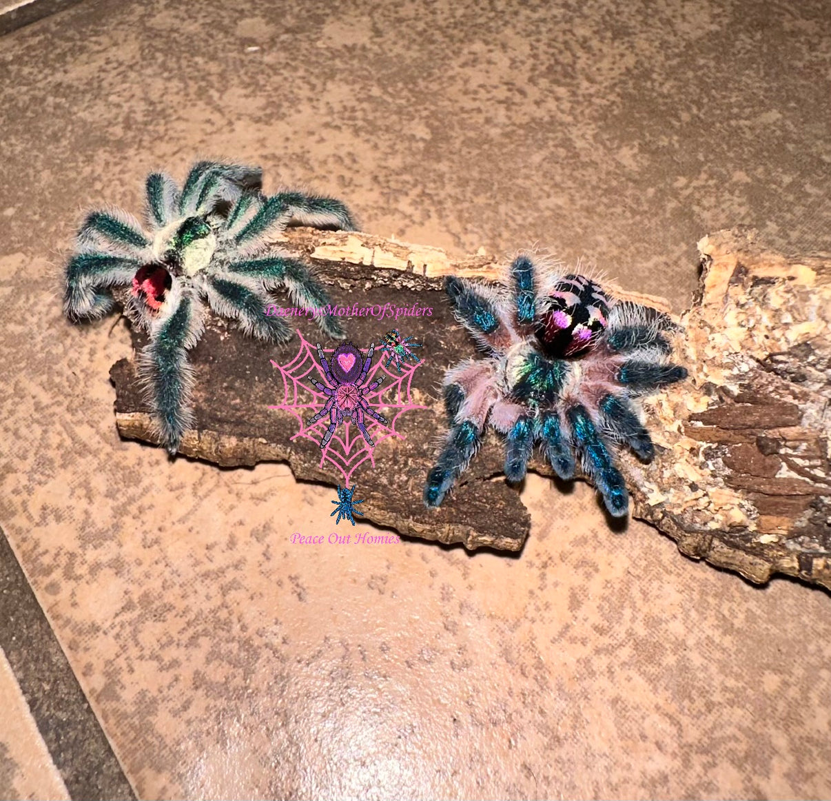 Typhochlaena Seladonia (Brazilian Jewel Tarantula) For Sale Daenerys