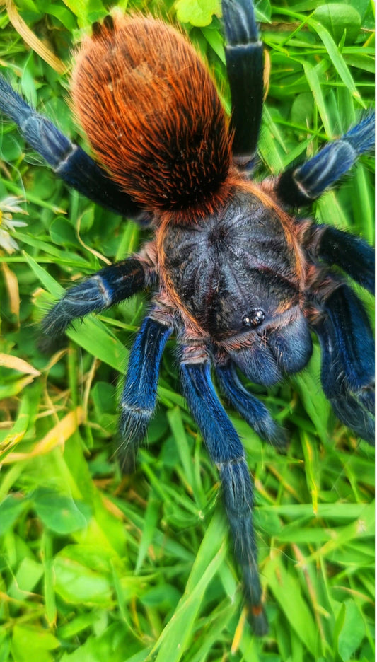 Thrixopelma sp Highland Blue