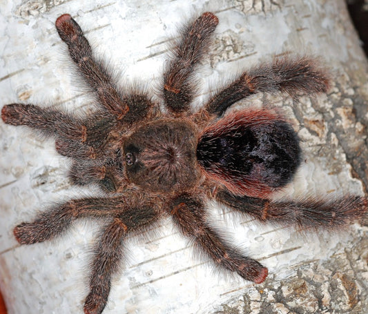 Avicularia sp Bicegoi (Brazilian Wooly Pinktoe)