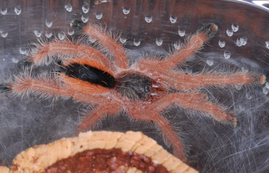 Avicularia Hirschii (Black Stripe Pinktoe)