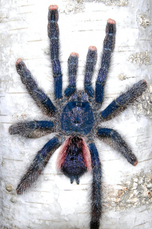 Avicularia Juruensis M2 ( Peru Purple PinkToe)