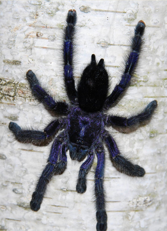 Avicularia Purpurea ( Ecuadorian Purple PinkToe)