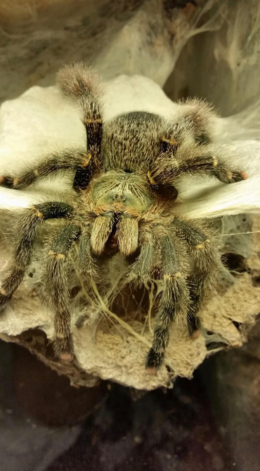 Avicularia Rufa (Yellow Banded Pinktoe)