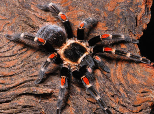 Brachypelma  Auratum ( Mexican Flame Knee Tarantula)