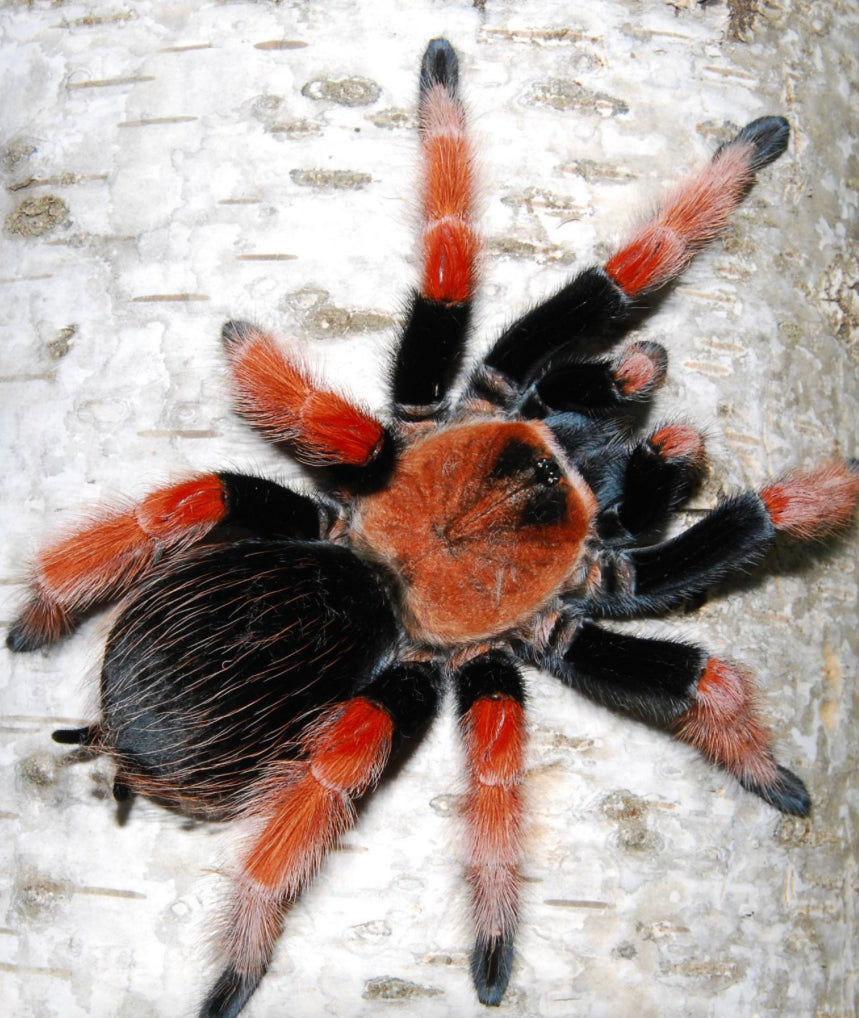 Brachypelma Boehmei (Fire Leg Tarantula)