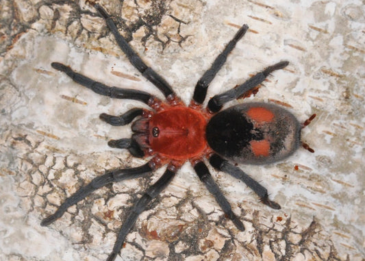 Bumba Horrida ( Brazilian Red Head)