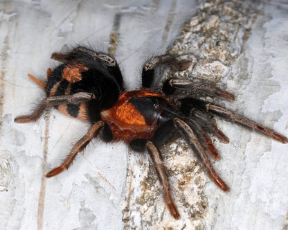 Cyriocosmus Elegans (Trinidad Dwarf Tiger)
