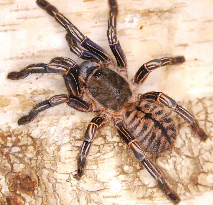 Cyriopagopus Albostriatus Ratchaburi (Ratchaburi Zebra Earth Tiger)