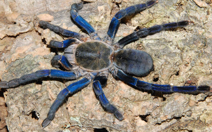 Cyriopagopus Lividus (Cobalt Blue)