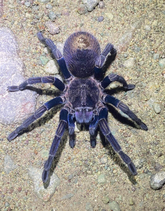 Thrixopelma sp. Purple Blue