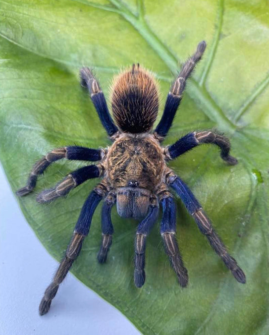 Thrixopelma sp. Golden Blue